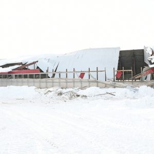 BARN ROOF COLLAPSES — A 60-foot by 120-foot section of the barn roof on the Clark Ridge Farm, located on County Highway F a few mile south of State Road 170 in the Town of Sherman, collapsed early Wednesday morning, February 13, killing 15 dairy cows and injuring others among the herd of 300 animals. A heavy snow load apparently caused the roof section to collapse undet the weight. The accident happened shortly before the morning milking was to take place. Family, firends and neighbors help removed the animals from the damaged section and helped clean up the debris and cleared snow, shoveling by hand, from the roof. —photo by Shawn DeWitt