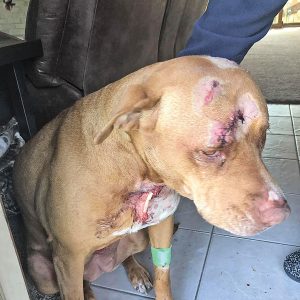 Dog attacked by bear