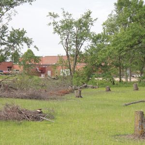 Tiffany Creek trees