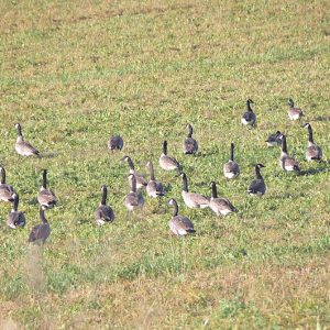 Hundreds of Geese