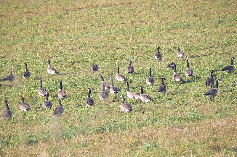 Hundreds of Geese
