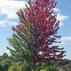 Turning Tree