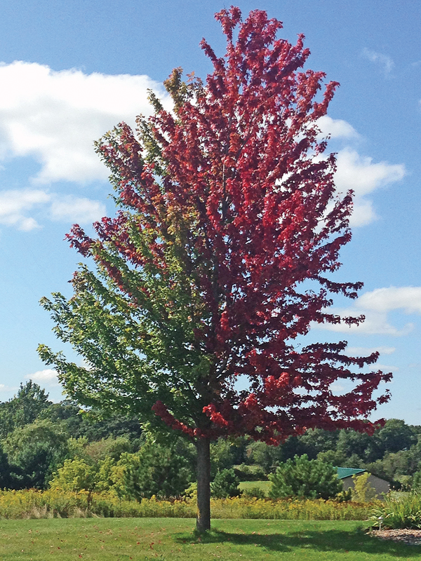 Turning Tree