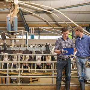 Farmers milking