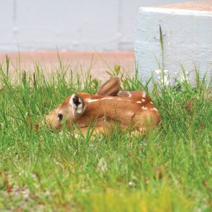 Baby Deer