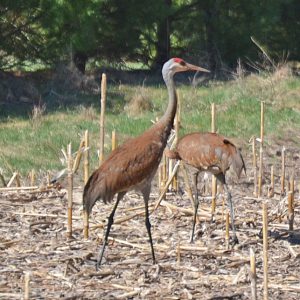 CM sandhill cranes