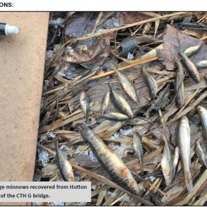 Dead minnows