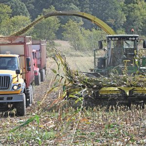 Chopping Corn 2020