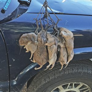 gophers
