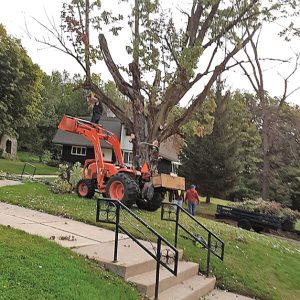 Removing trees near St. John's