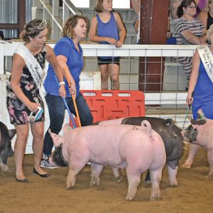 Alumni Swine Show Meghan Buechel