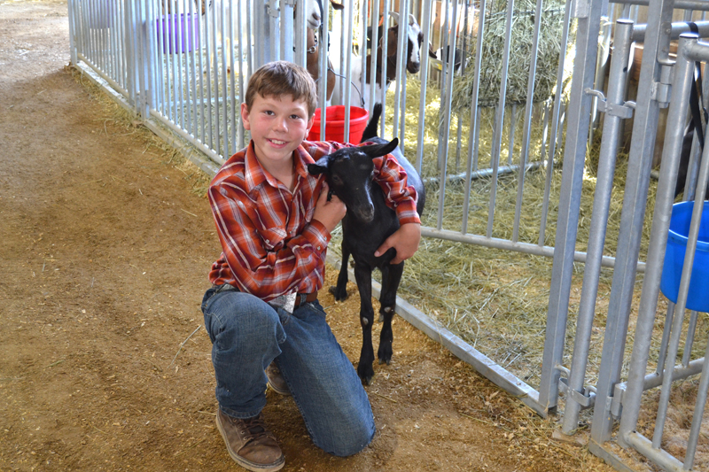 DC Fair Rownan Soul -Stewart GC dairy goat